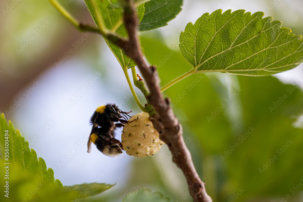Chubby bee placed on mulberry fruit. Chubby bee placed on mulberry fruit.