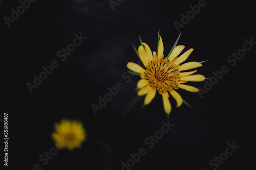 flower with yellow petals on a black background