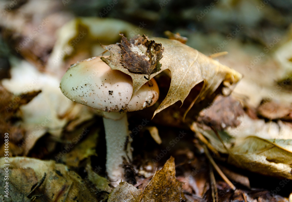 mushrooms in the forest are very beautiful and can be eaten Popular white Boletus mushrooms in forest. mushrooms in the forest are very beautiful and can be eaten Popular white Boletus mushrooms in forest.