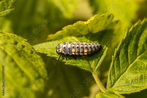 Ladybug larva posed on a raspberry leaf, natural aphid predator