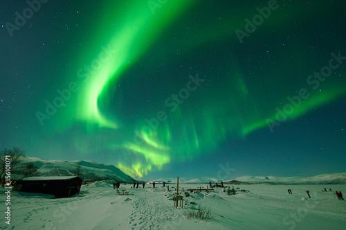 Bild auf Leinwand People photographing the northern lights on the frozen lake Torneträsk in Abisko