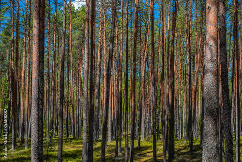 Forest in Lahemaa National Park of Estonia. Selective focus