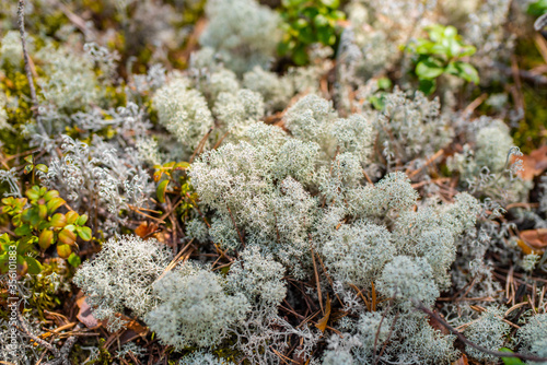 A forest landscape. White moss close up. Forest near Viru bog in Lahemaa National Park  Estonia. Selective focus