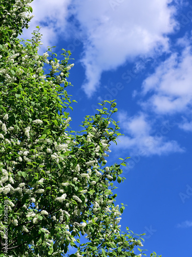 
blooming bird cherry against the spring sky with a small cloud