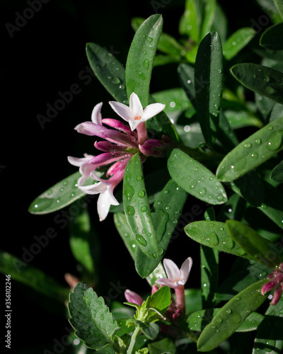 Daphne flowers and foliage after rain