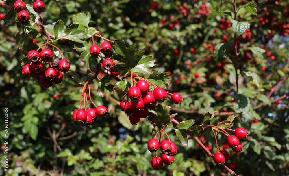 Bright red ripe hawthorn berries. Also known as haws.  Botanical name Crataegus. .The flowers and leaves were nicknamed bread and cheese and were gathered on May day.