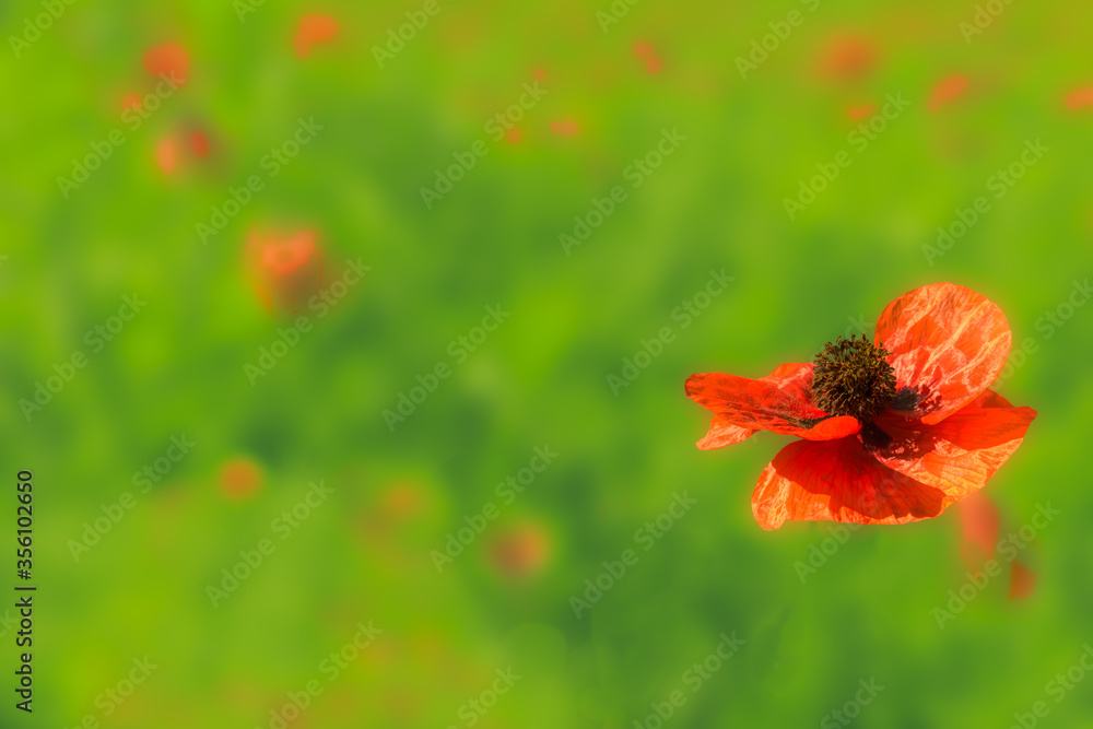 Fototapeta premium Close-up of red poppy flower (papaver rhoeas) in a field green
