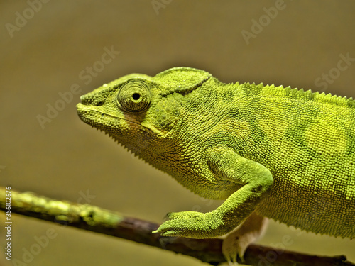 A panther chameleon, Furcifer pardalis, stands on a twig, looking for food