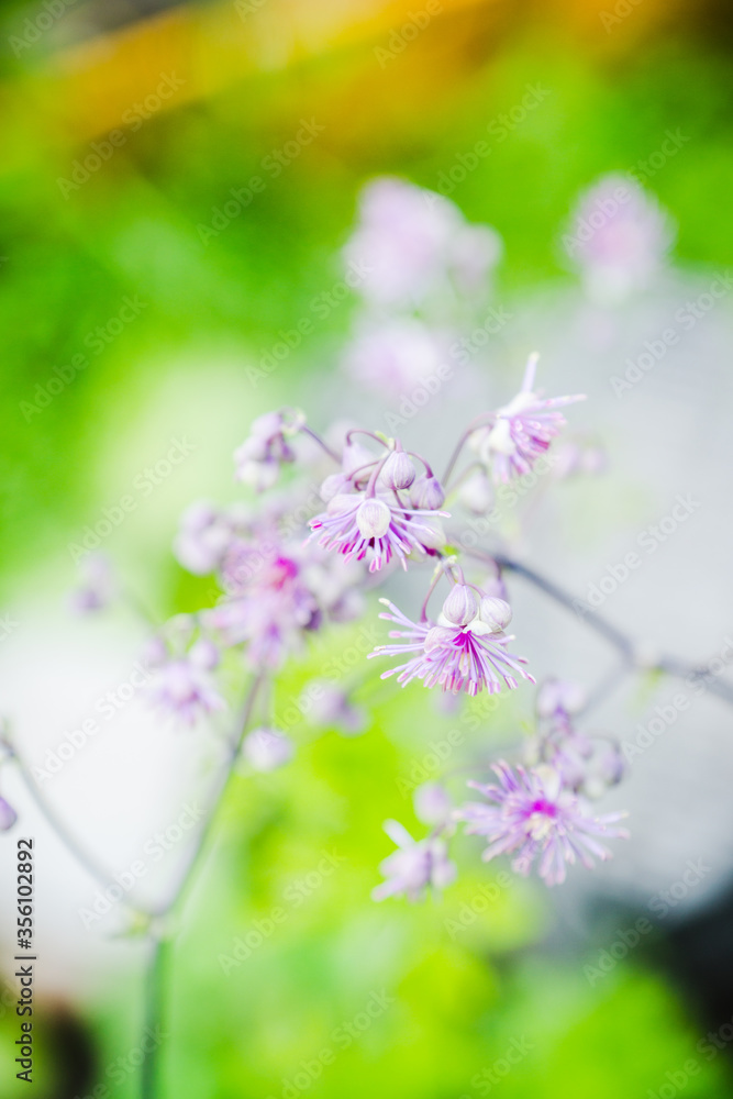 Blooming purple French Meadow Rue (Columbine Meadow Rue) in the forest. Selective focus. Shallow depth of field. Blooming purple French Meadow Rue (Columbine Meadow Rue) in the forest. Selective focus. Shallow depth of field.