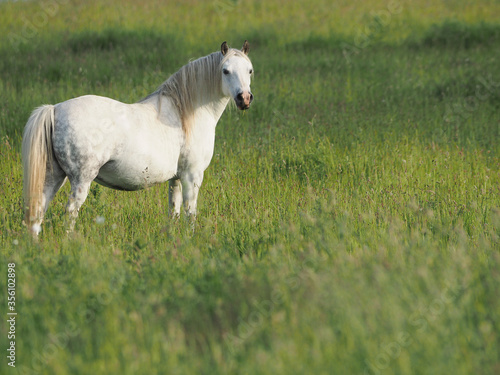 Grey Pony in Long Grass