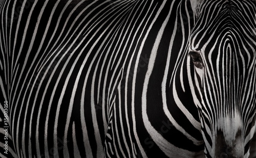 Fotografia zebra skin pattern