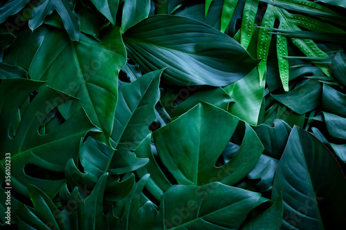 closeup nature view of green monstera leaf and palms background. Flat lay, dark nature concept, tropical leaf