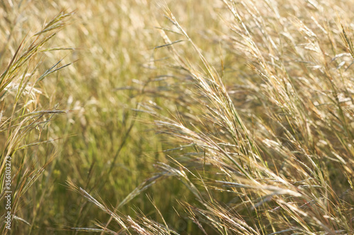 Field of slender wild oat in the sunset. Avena Barbata Pott ex Link © Philipp Berezhnoy
