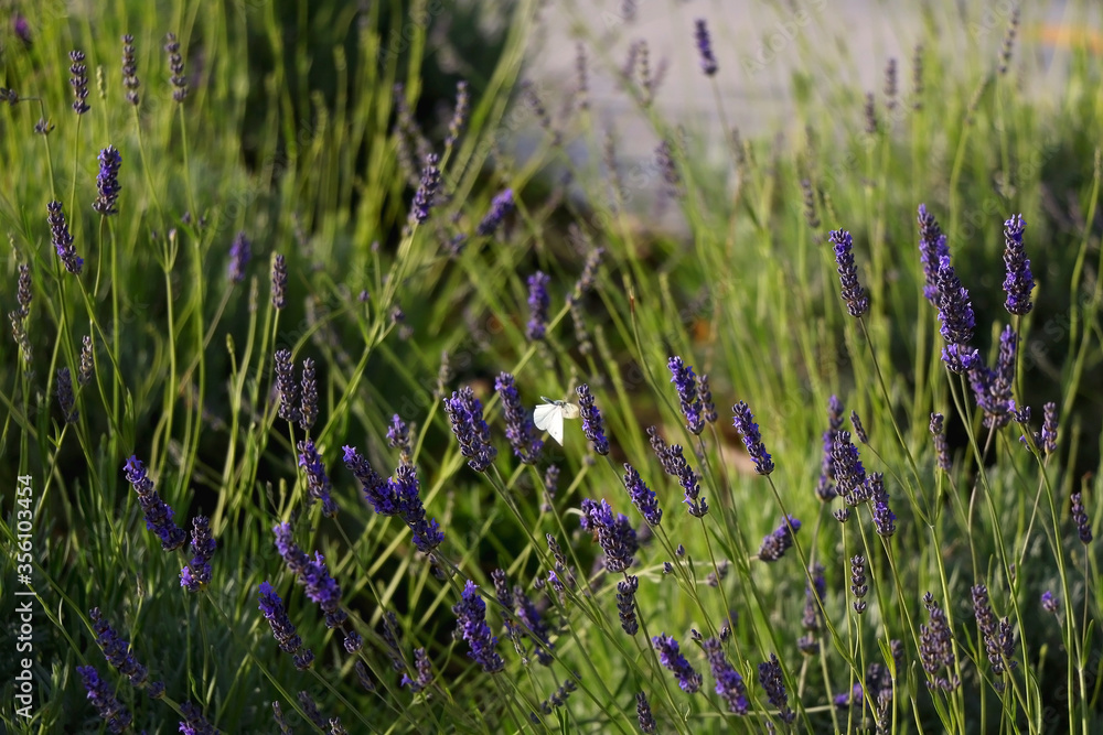 Lavender flowers and a butterfly in the garden. Selective focus. Lavender flowers and a butterfly in the garden. Selective focus.