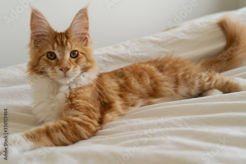 A beautiful ginger maine coon kitten.