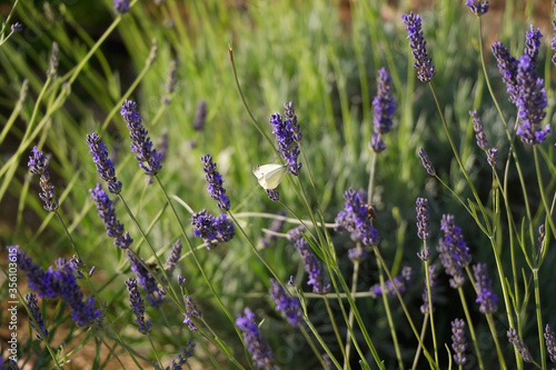 Lavender flowers and a butterfly in the garden. Selective focus. 