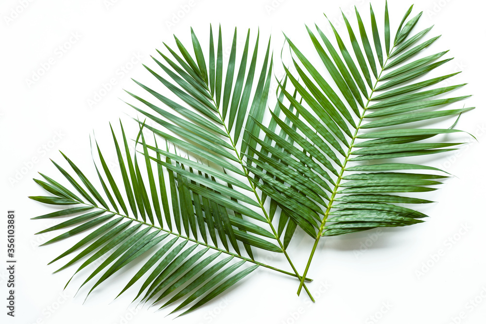  tropical coconut palm leaf isolated on white background, summer background