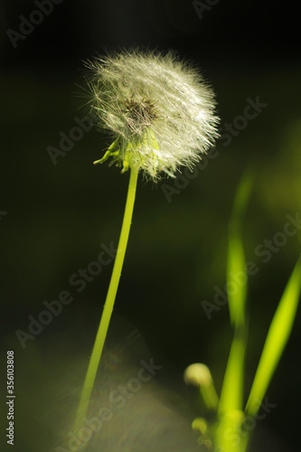 dandelion on green background