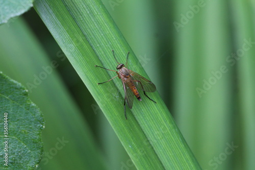 schwarzfüßige Schnepfenfliege photo