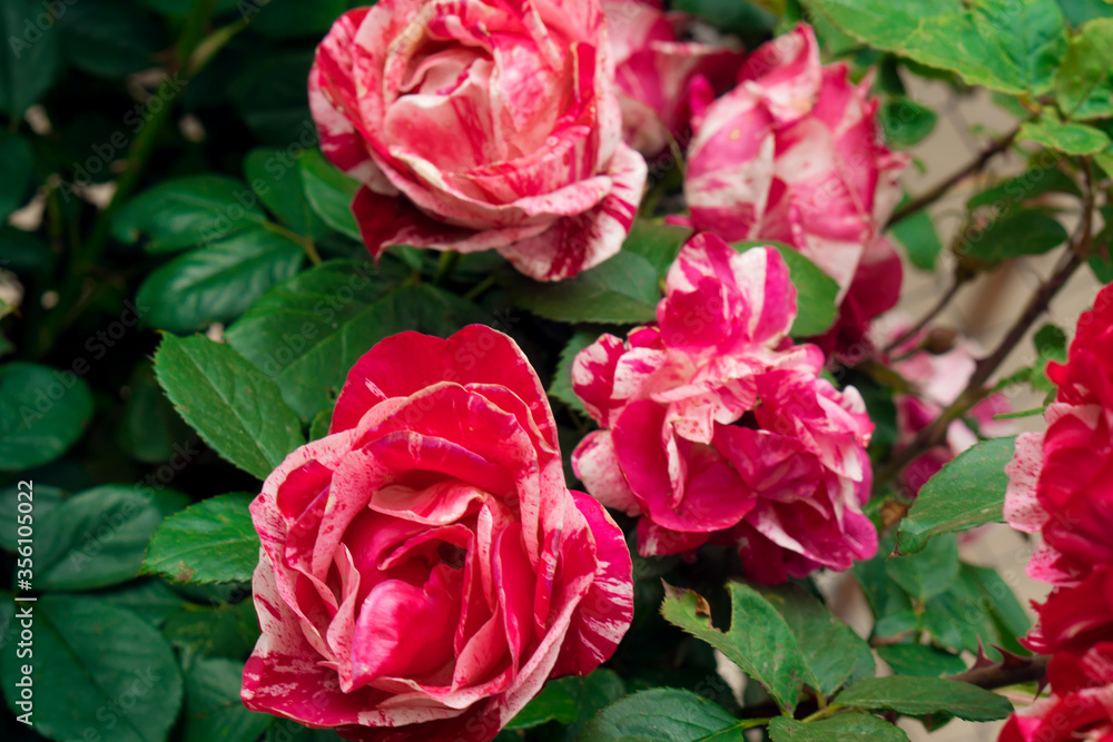 Raspberry white rose, bite ornamental plant Raspberry white rose, bite ornamental plant