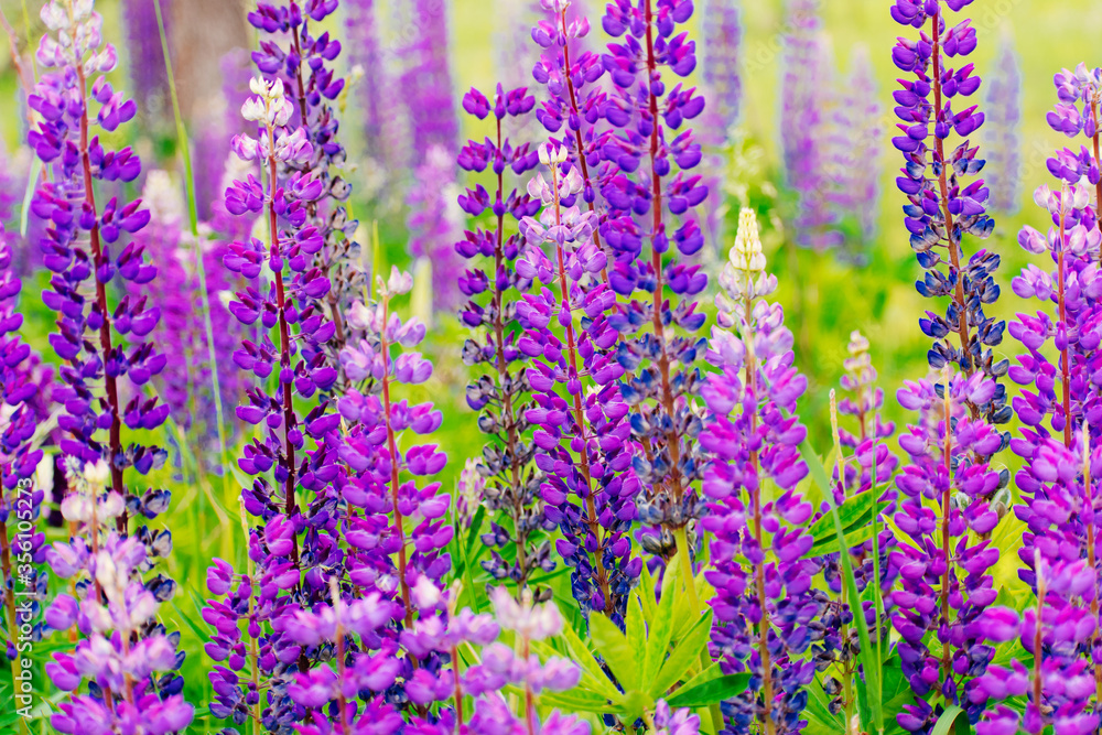 Naklejka premium Bunch of lupines summer flower background. Lupinus, lupin, lupine field with pink purple and blue flowers.