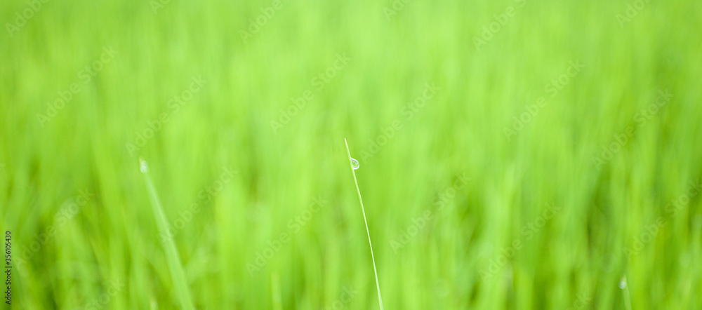 closeup nature view of blurred green leaf on background and sunlight, fresh wallpaper banner concept