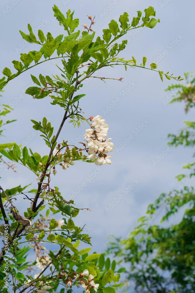 Fototapeta premium White Acacia during the flowering period