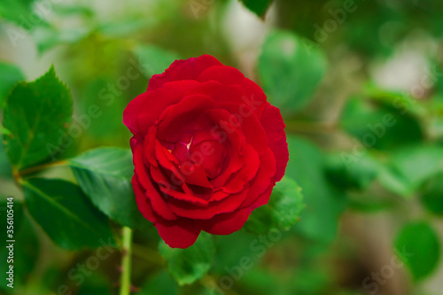 Rose red color, artisanal ornamental plant