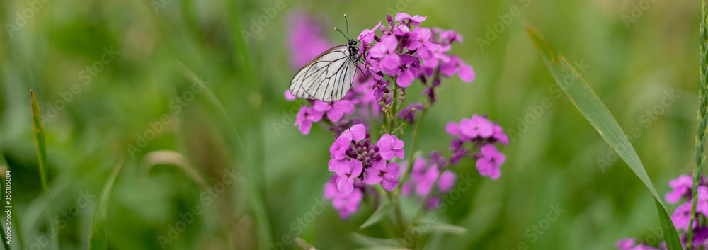 White butterfly cabbage on a pink phlox flower. White butterfly cabbage on a pink phlox flower.