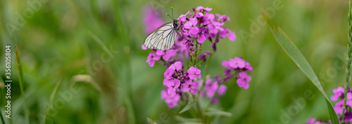White butterfly cabbage on a pink phlox flower.