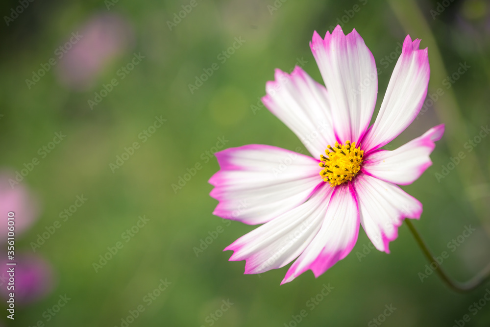 コスモス畑　秋のイメージ