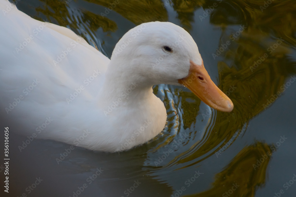 a duck in the pond