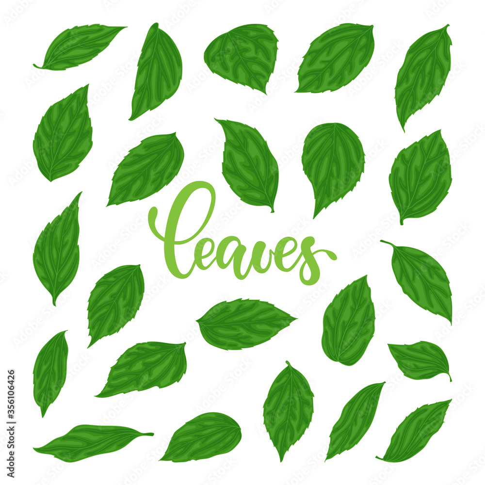 Beautiful set collection with green leaves. Hand-drawn with effect of drawing in watercolor. Nature floral design ejlement greeting cards and invitations seasonal autumn, spring, summer holidays. Beautiful set collection with green leaves. Hand-drawn with effect of drawing in watercolor. Nature floral design ejlement greeting cards and invitations seasonal autumn, spring, summer holidays.