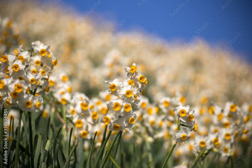 水仙の花　初春イメ0