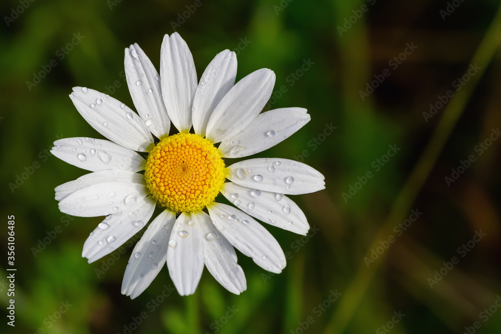 Fototapeta premium Closeup of bright medicinal chamomile on the field