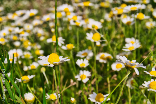 Closeup of sunny medicinal chamomile field