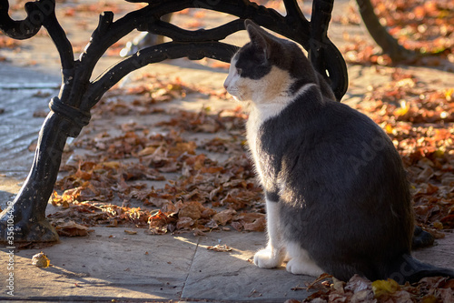 A cat on the park