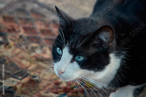A cat on the park