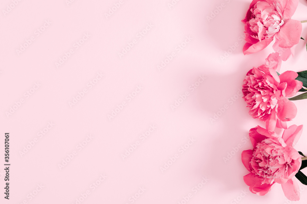 Beautiful flowers composition of peonies. Pink peonies flowers on pastel pink background. Flat lay, top view, copy space Beautiful flowers composition of peonies. Pink peonies flowers on pastel pink background. Flat lay, top view, copy space