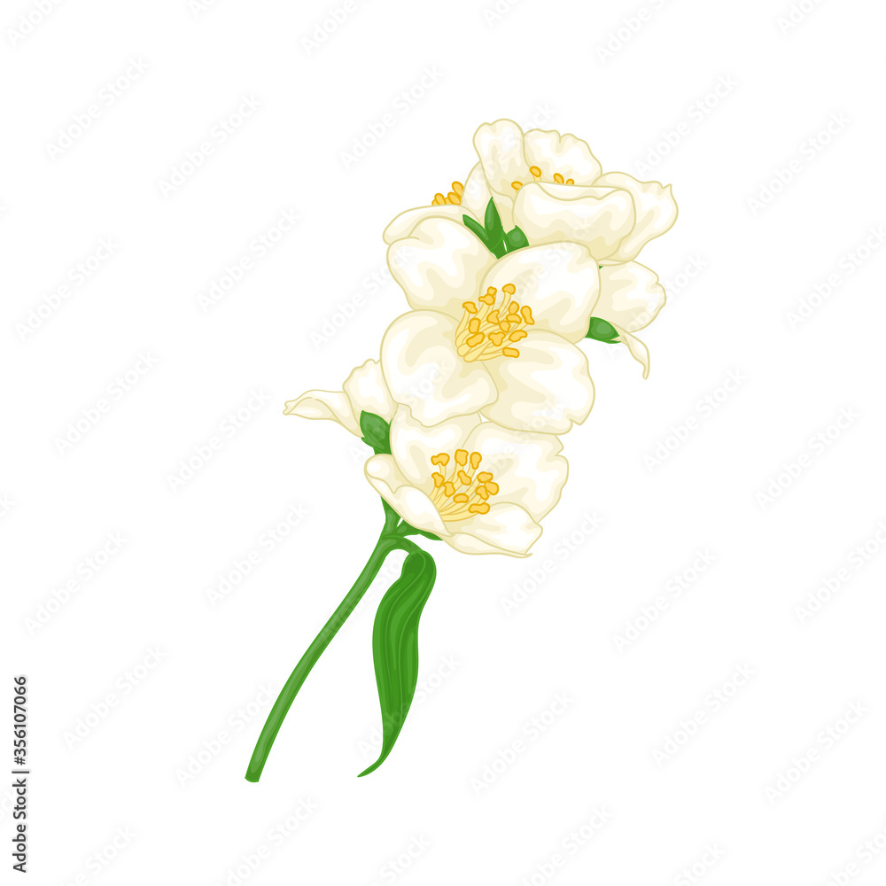 Obraz premium beautiful branch flower jasmine cartoon watercolour style isolated on white background. Hand-draw branch flowers. Design element for greeting card and invitation. Vector illustration
