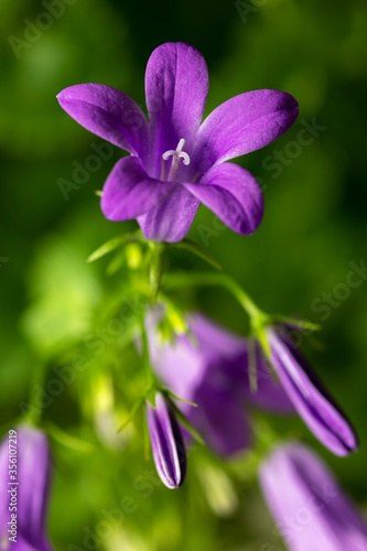 Blooming of blue mountain alpine bellflower in nature, Campanula alpina. Floral background. Close-up. Selective focus.