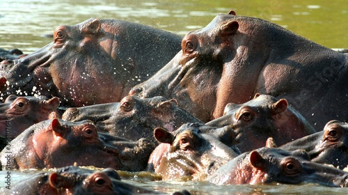 hippopotamus in river