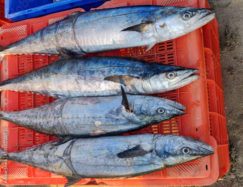 Fotografi Freshly caught King Fish on sale in fish market