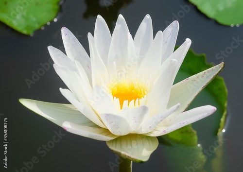 Beautiful Fresh White Lotus Flower and Leaves