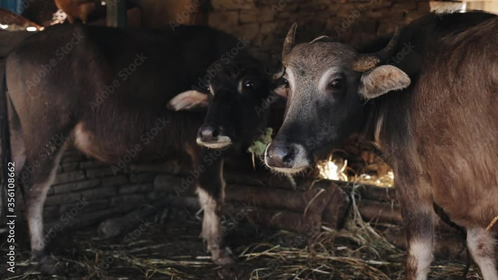 Brown oxen in a stall, barn. Sunny. Close up. Brown oxen in a stall, barn. Sunny. Close up.