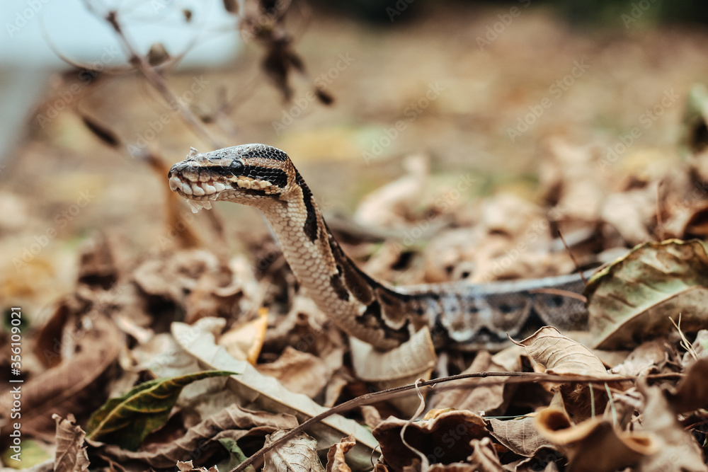 Fototapeta premium A snake creeps on the ground. Snake in the dry leaves. Python sheds.