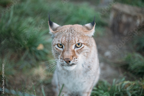Close up portrait of European Lynx, looking to camera.