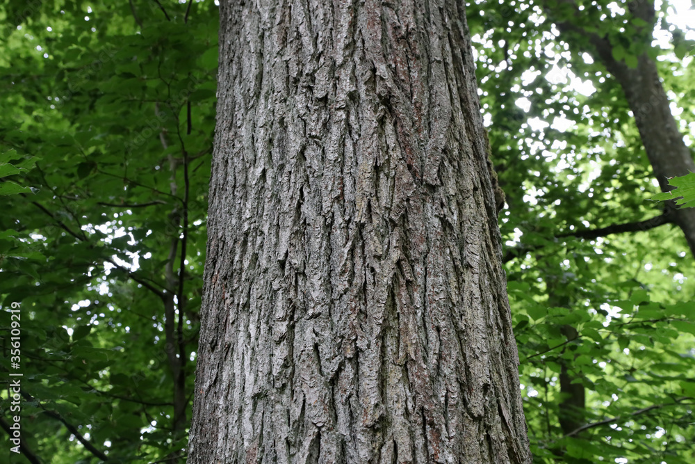Tree trunk on a green forest background Tree trunk on a green forest background
