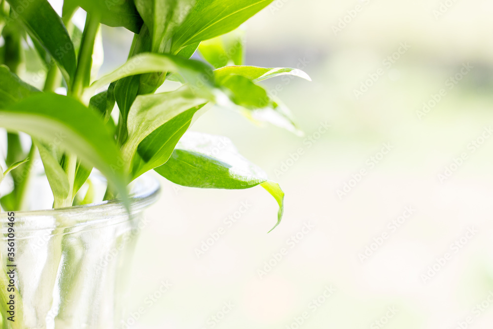 Fototapeta premium Blätter eines Blumenstraußes im Gegenlicht