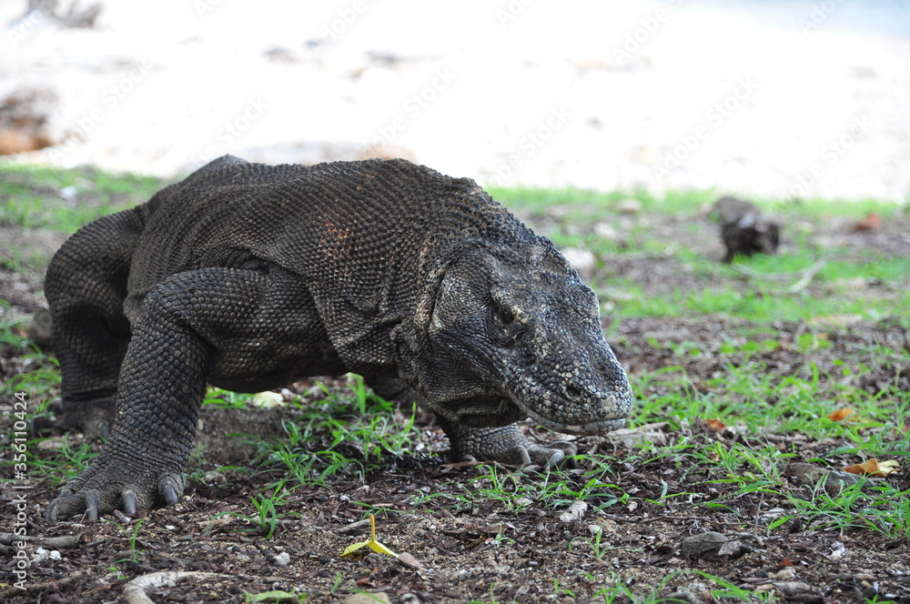 The komodo dragon and habitat in Komodo national park, Indonesia. The komodo dragon and habitat in Komodo national park, Indonesia.